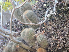 Mammillaria rhodantha