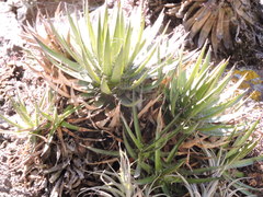 Agave filifera