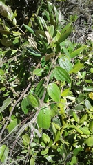 Passiflora bogotensis