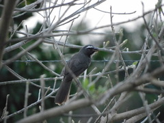 Saltator grandis