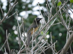 Saltator grandis