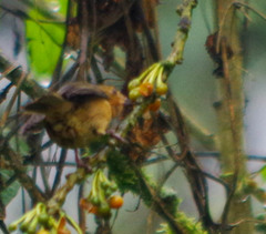 Diglossa albilatera