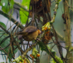 Diglossa albilatera