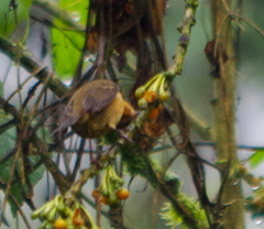 Diglossa albilatera