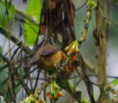 Diglossa albilatera