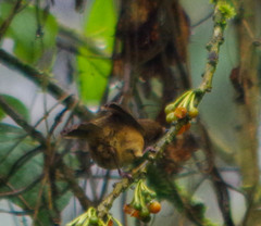 Diglossa albilatera