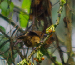 Diglossa albilatera