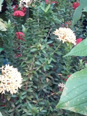 Ixora coccinea