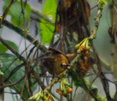 Diglossa albilatera