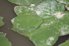 Pseudagrion microcephalum