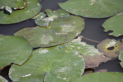 Pseudagrion microcephalum