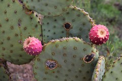 Opuntia laevis