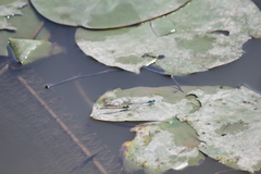 Pseudagrion microcephalum