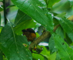 Euphonia xanthogaster