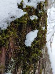 Leucodon andrewsianus