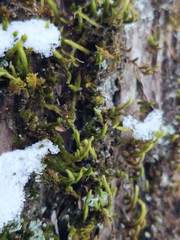 Leucodon andrewsianus