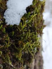 Leucodon andrewsianus