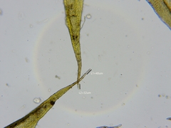 Leucodon andrewsianus