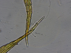 Leucodon andrewsianus