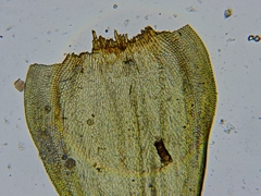 Leucodon andrewsianus