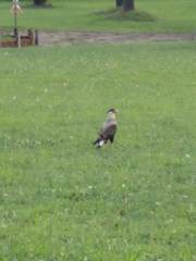 Caracara plancus