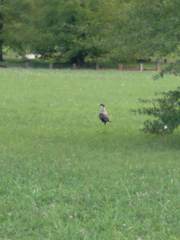 Caracara plancus
