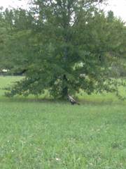 Caracara plancus
