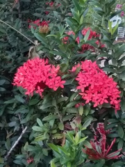 Ixora coccinea