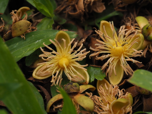 Wodyetia bifurcata