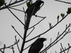 Saltator grandis