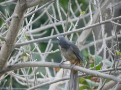 Saltator grandis