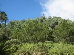 Pinus greggii
