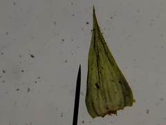 Leucodon andrewsianus