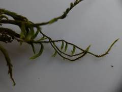 Leucodon andrewsianus