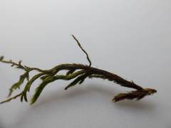 Leucodon andrewsianus