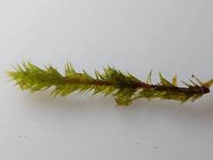 Leucodon andrewsianus