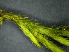 Leucodon andrewsianus