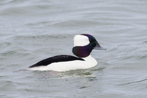 Bufflehead, photo 9 of 10