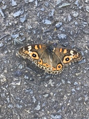 Junonia villida