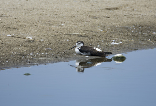 Black-necked Stilt (Black-necked)