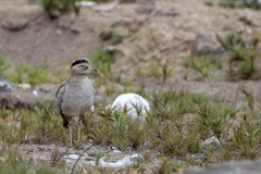 Burhinus superciliaris