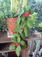 Episcia