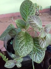 Episcia