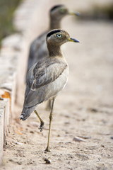 Burhinus superciliaris