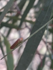 Austroagalloides