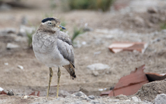 Burhinus superciliaris