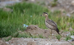 Burhinus superciliaris