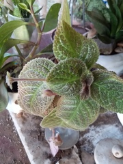 Episcia