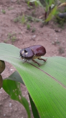 Heterogomphus bourcieri