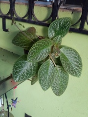 Episcia